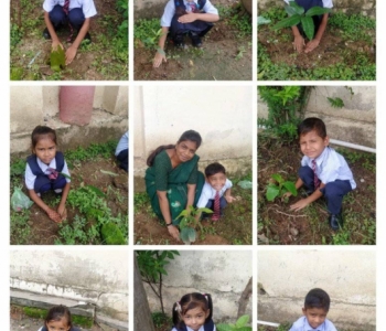 Festival of green Amavasya